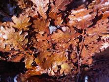 oak leaf stabalised